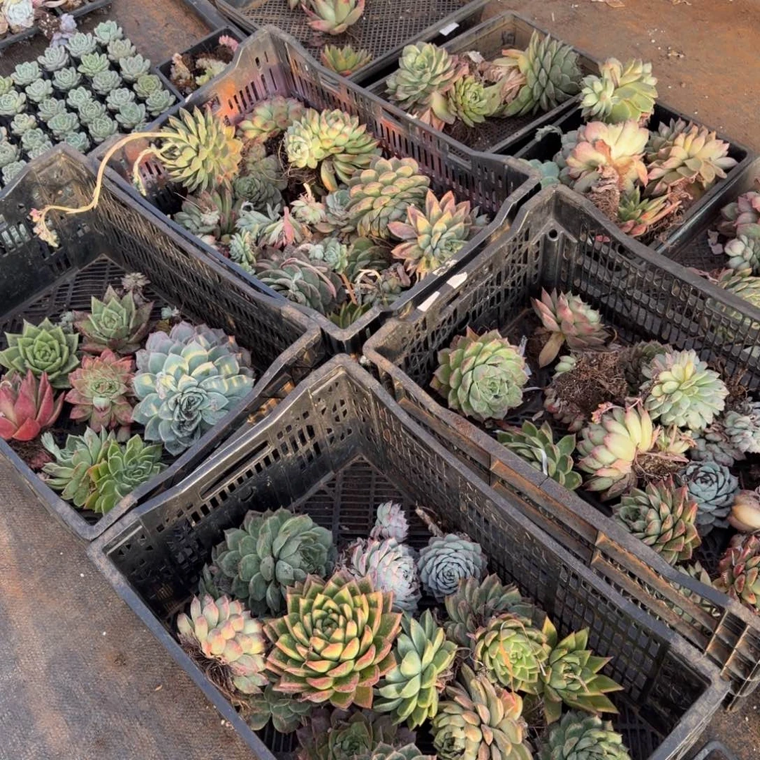 五号箱子大麦秆一箱子量拍31-43