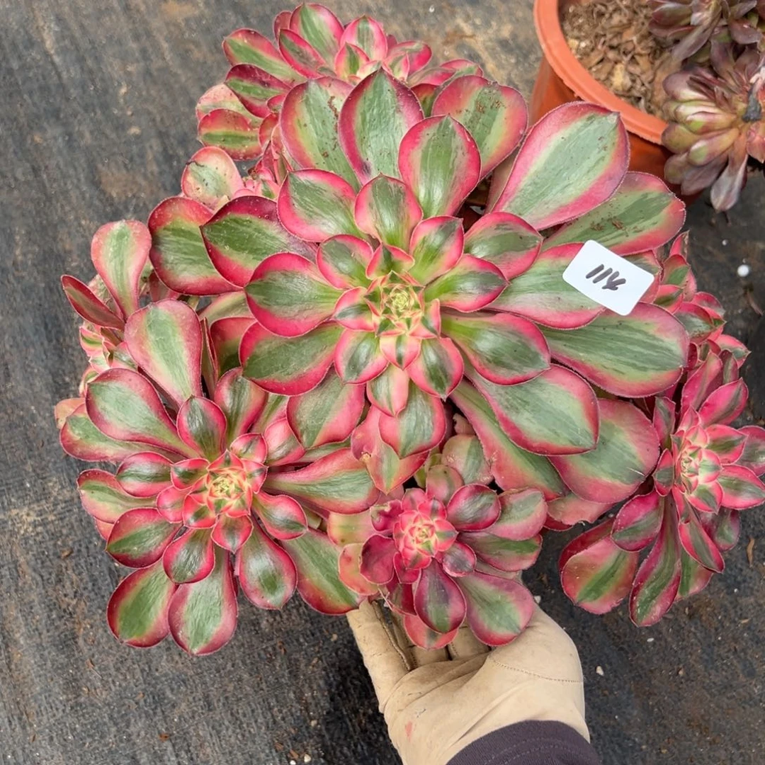 114爱丽丝多肉嘻嘻嘻