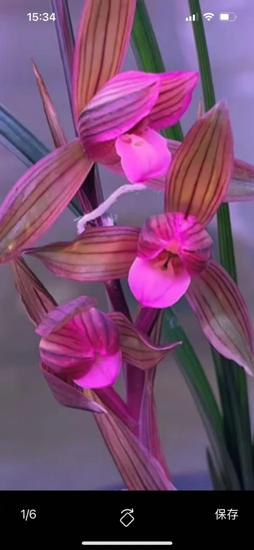 春剑 鸟嘴红素 2苗草脱盆裸根发货