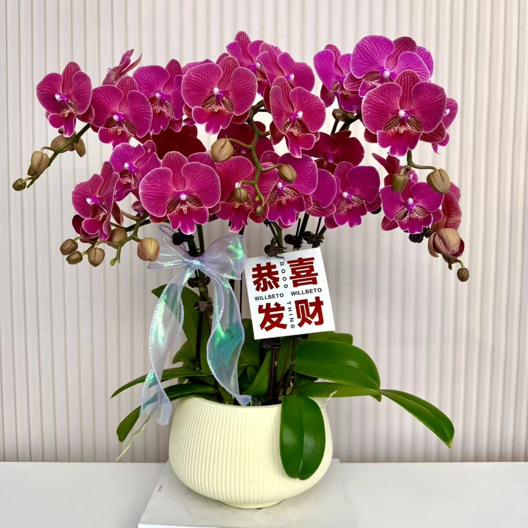 【鸿运当头】蝴蝶兰  红色中大花型  室内花精品 源头基地直发