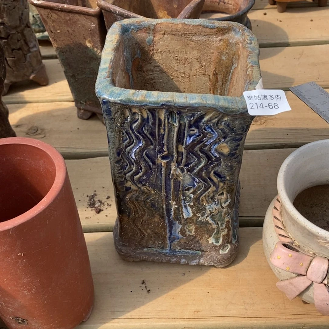 红陶近**赤68号的人盆一个呀