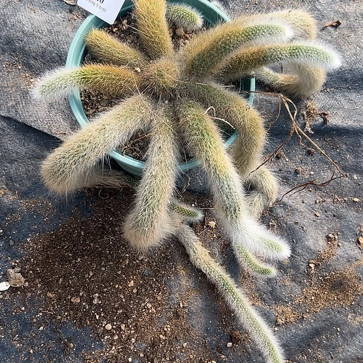 1940九尾狐多肉特价