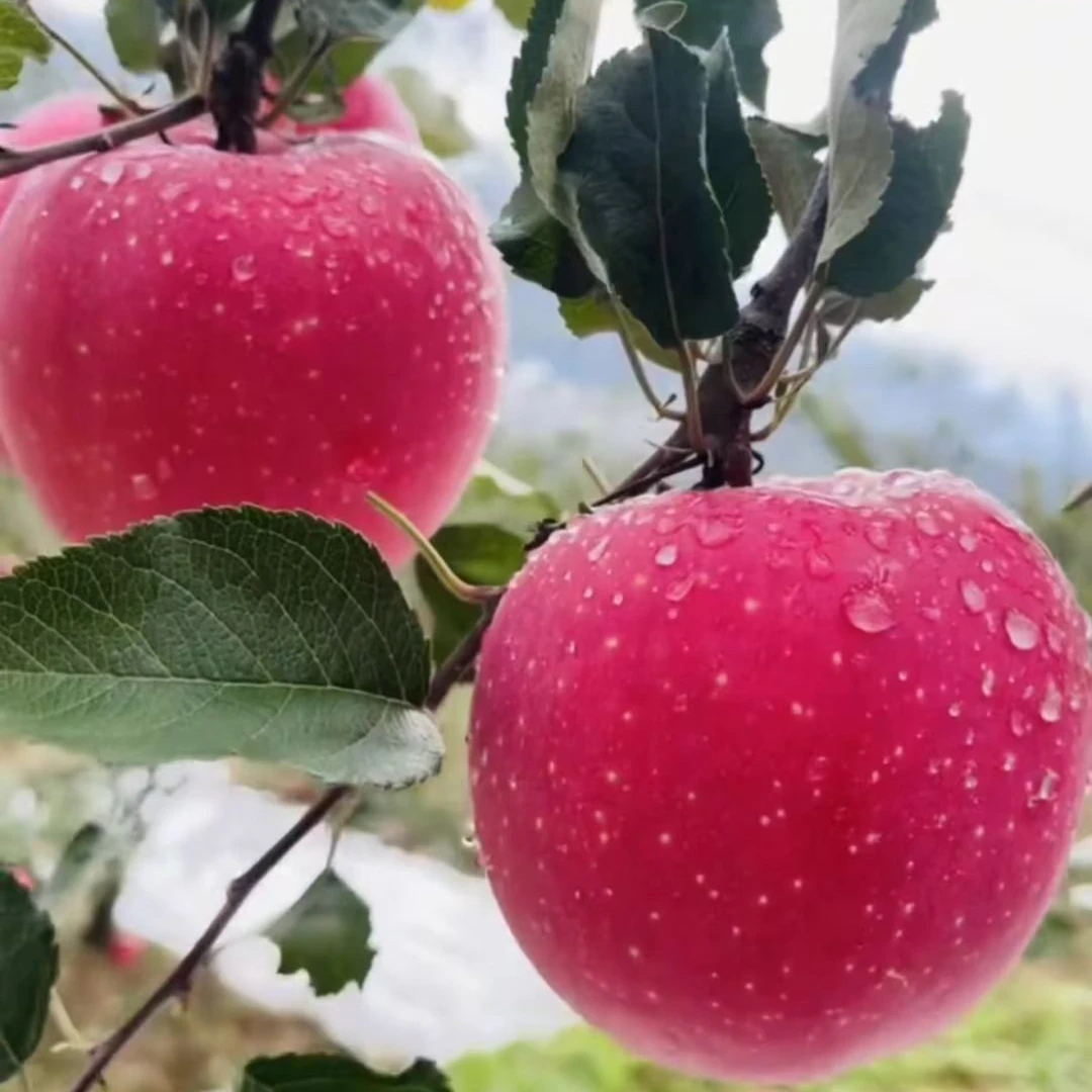 甘肃红富士甘肃天水红富士天水秦安红富士苹果