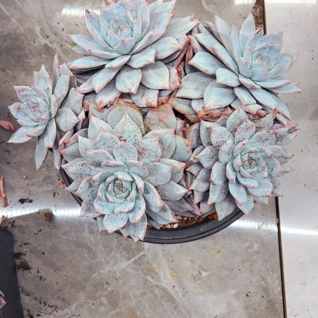 墨***然多肉植物组合盆栽