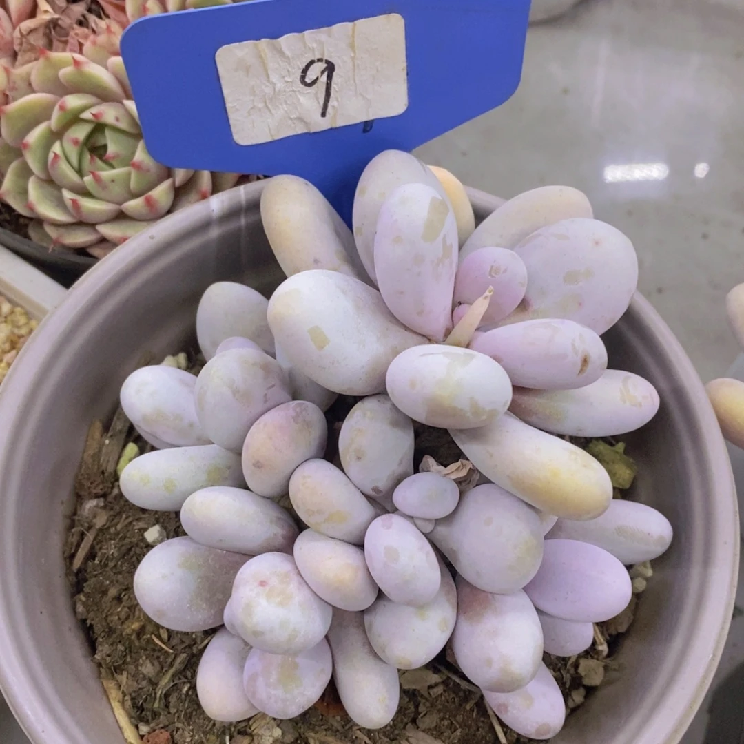 开心多肉，专场4开始了，5给1