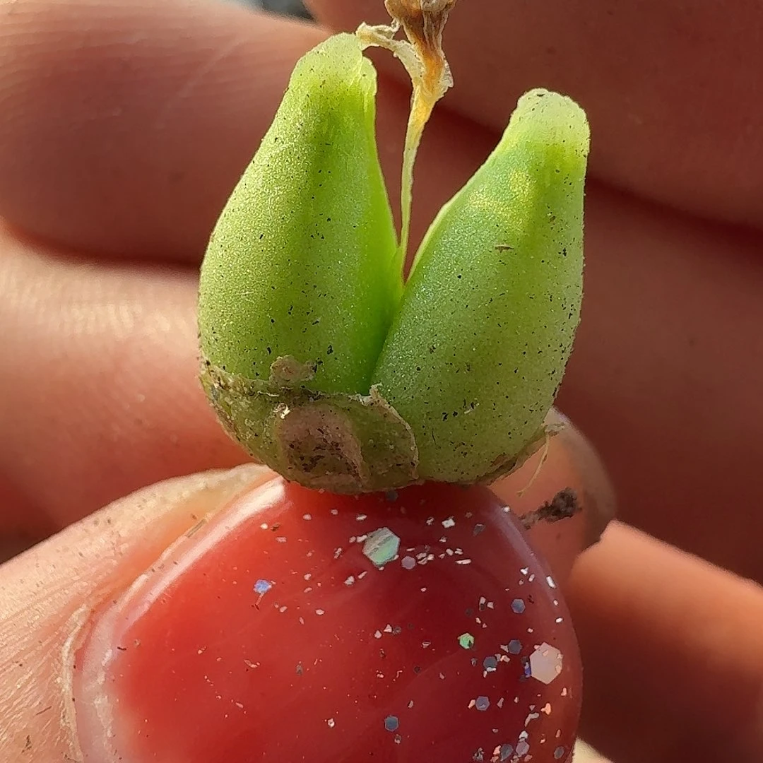 老马生石花超级奶瓶830