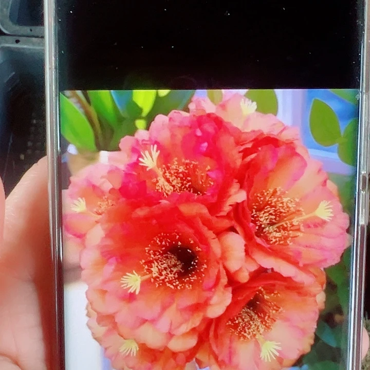 毛花柱VR11侧芽拍一发二