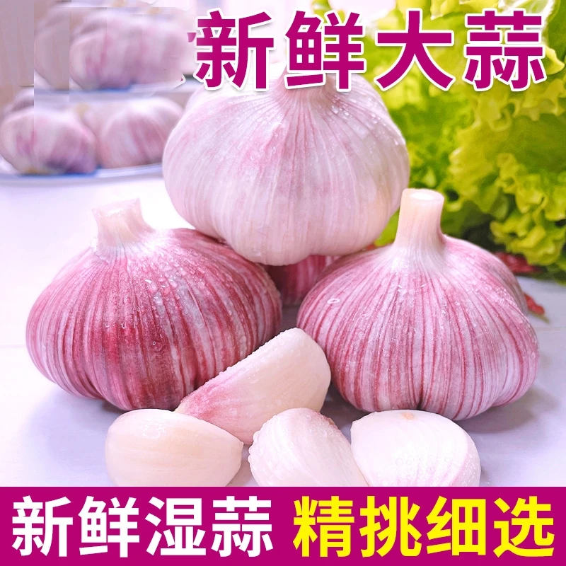 【鲜蒜湿蒜】2025河南新鲜紫白皮大蒜糖醋蒜