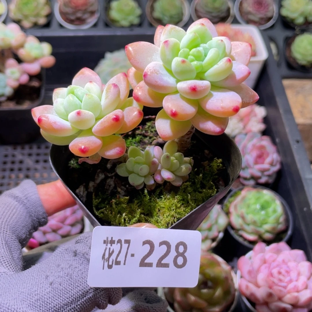 花利美27-228罗琦