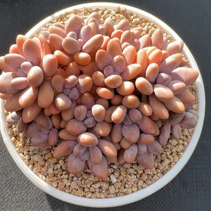 多植物蜜多利群生