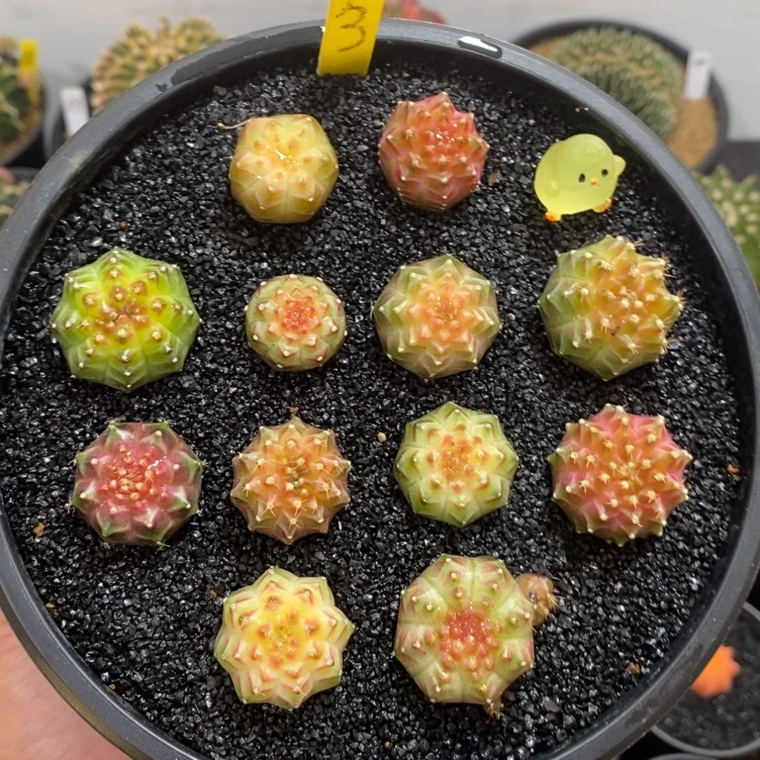 实生轮回128一个随便挑