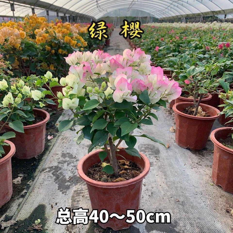绿樱三角梅花阳台花卉四季开花可爬藤盆栽