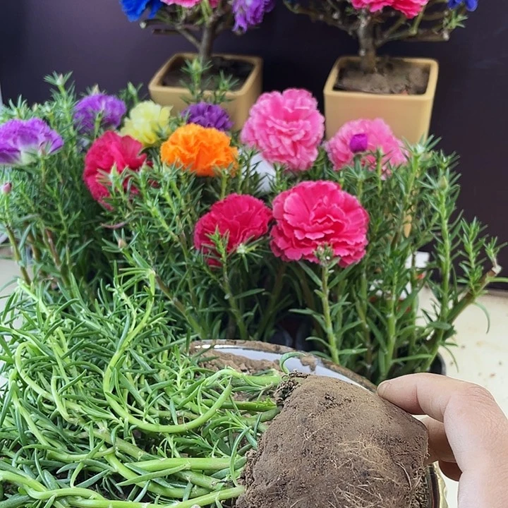 无花朵带根带土带花苞20颗混色小苗