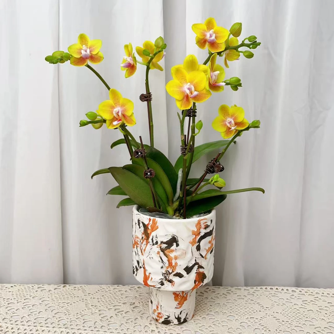 桦艺优选【香水黄金】蝴蝶兰绿植花卉艺术高级盆栽植株很好养