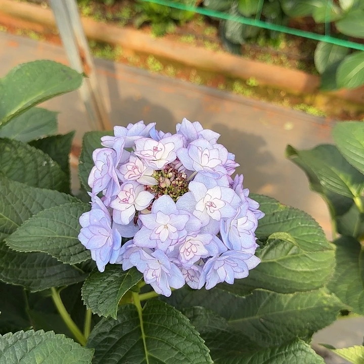 15号绣球/有色差介意勿拍/3单冷链包邮/偏远补运费去发德邦