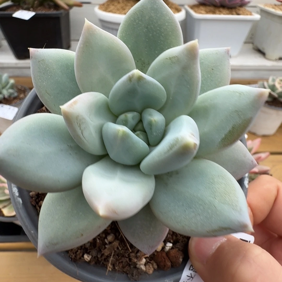 伊丽莎白111118-219