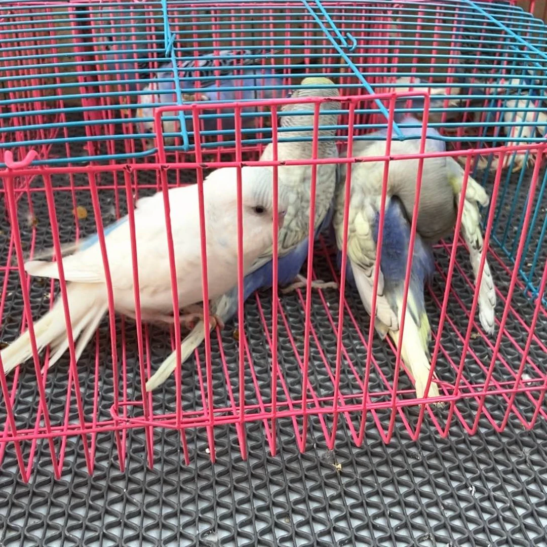 *****虎皮鹦鹉虎皮鹦鹉