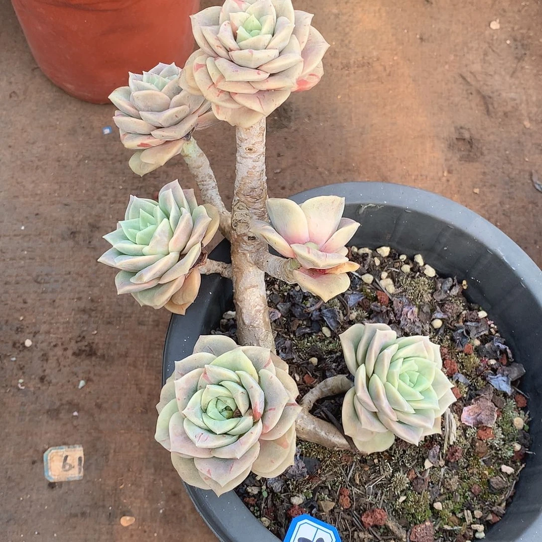 962可爱玫瑰一物一拍多肉