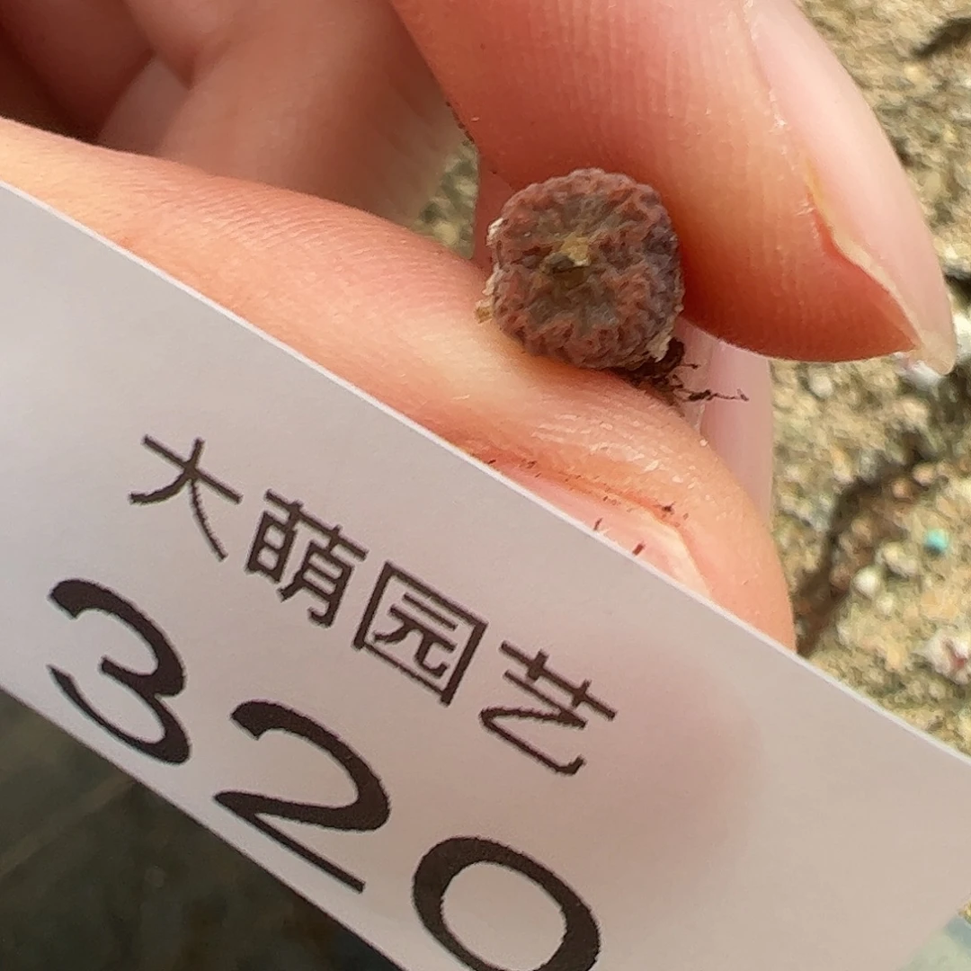 一物一拍。        320