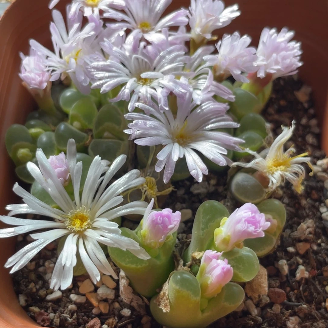 大盆特价一物一拍～40