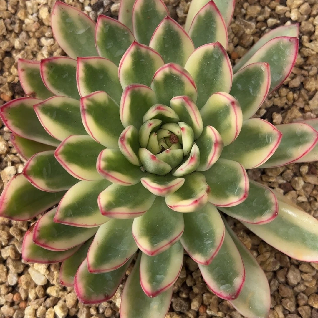 阿施娜锦多肉植物