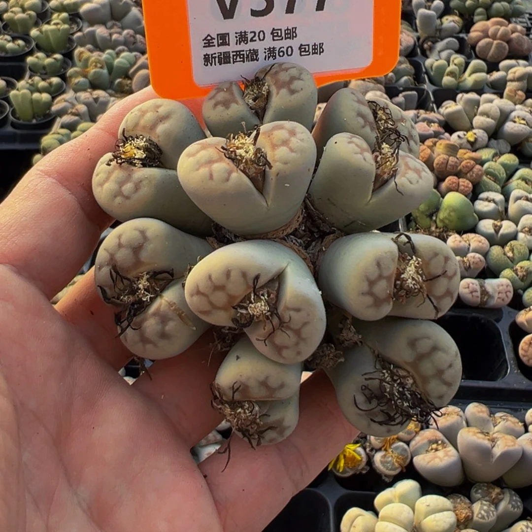 377 一物一拍，默认有伤，介意勿拍，不退不换