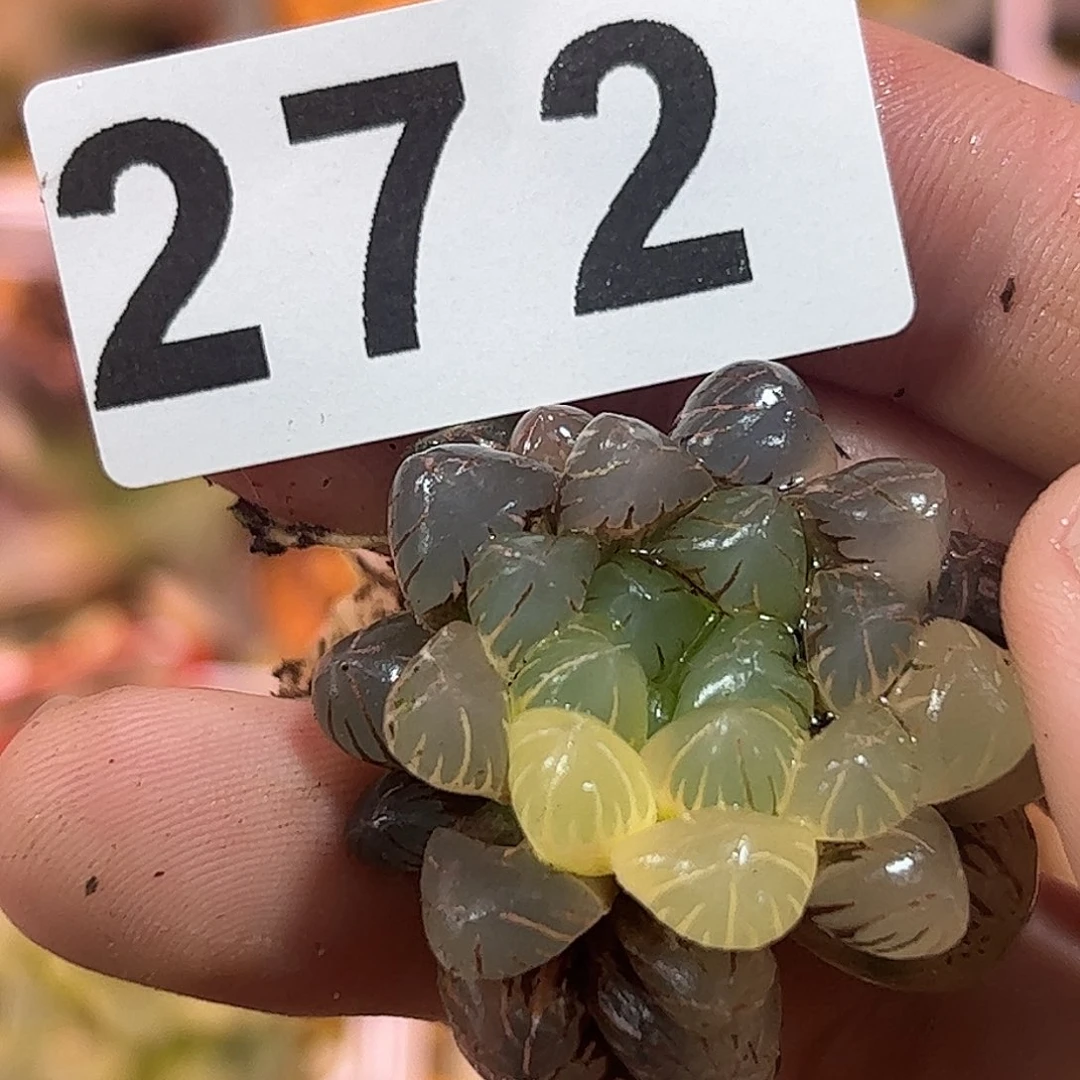 红红火火恍恍惚惚