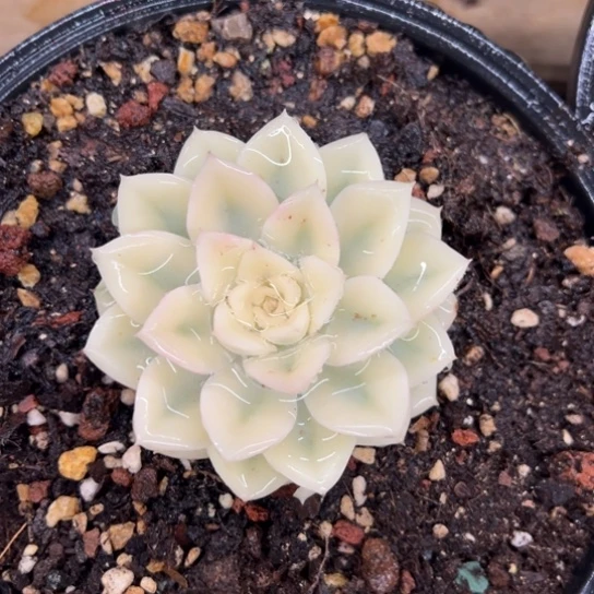 月亮仙子锦 夏鸣园艺