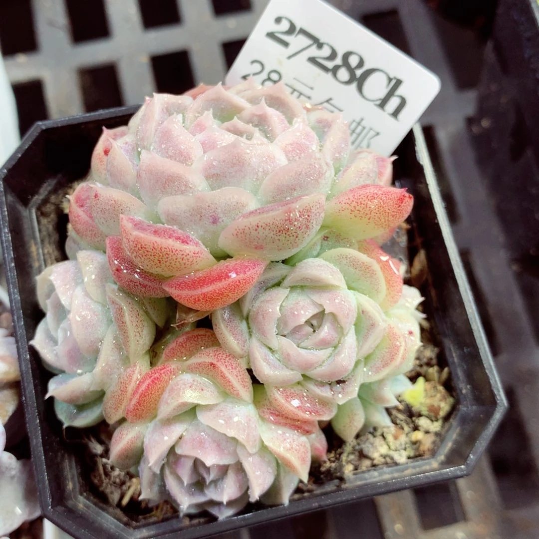 5厘米盆精控多肉2728