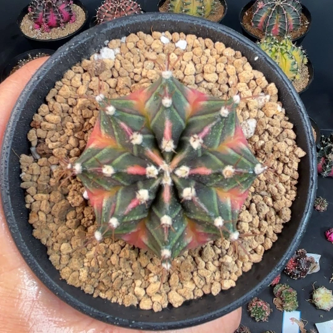 泰系米哈实生仙人球特