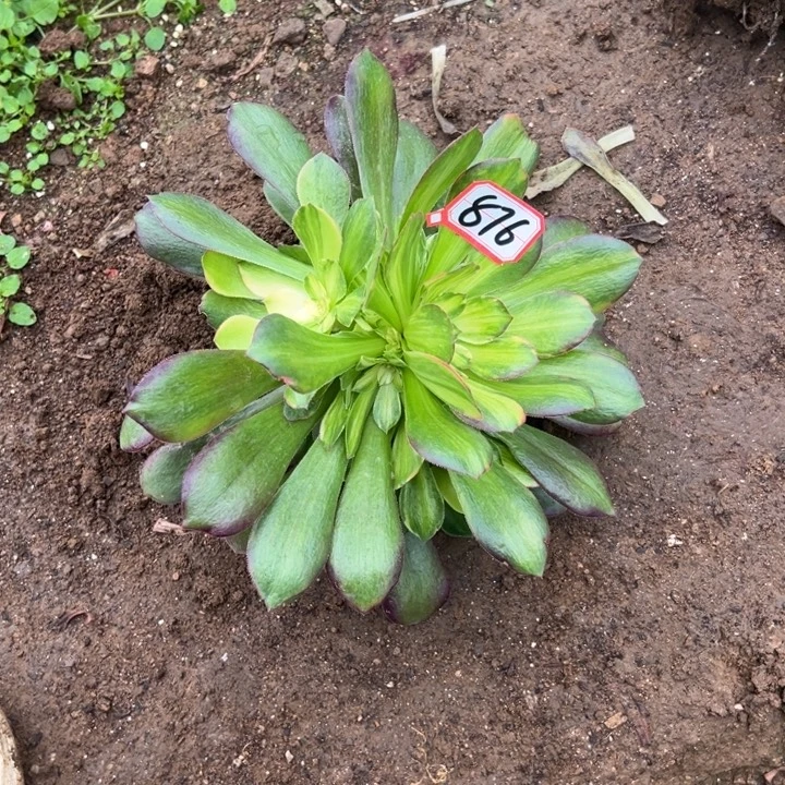 多肉植物876不售后