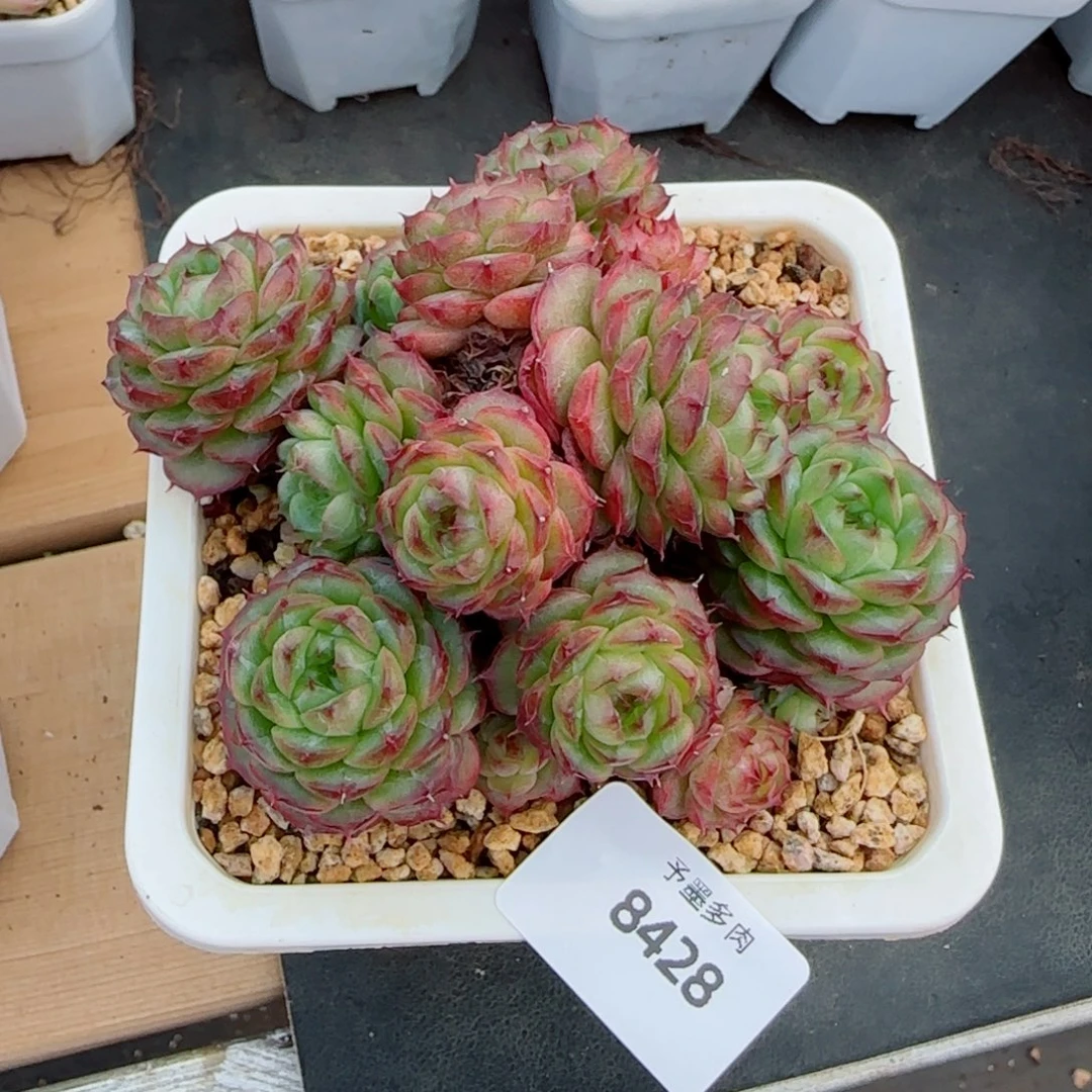 麦秆群，8428带盆发不包整