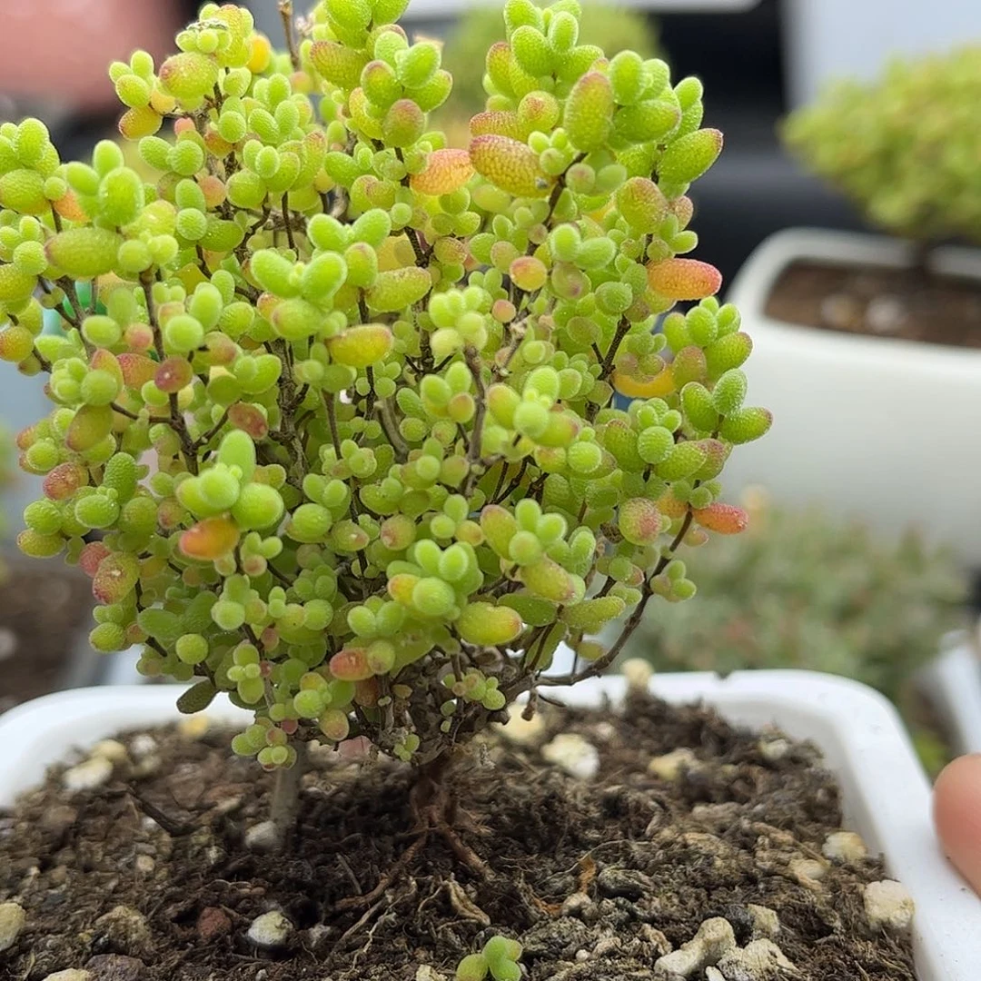 千***、蜜桔枝干优选番杏