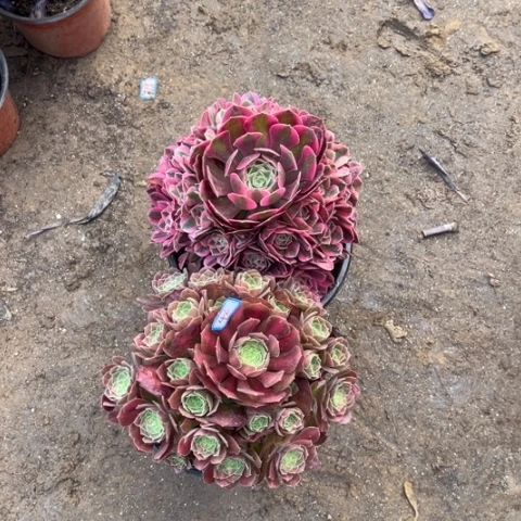 046多肉植物组合