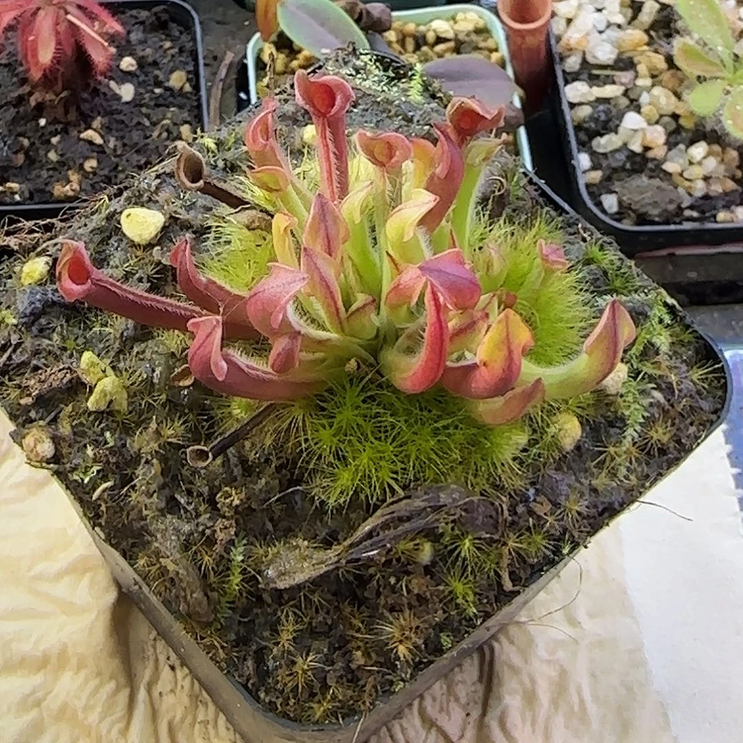 无花朵小太阳瓶子草