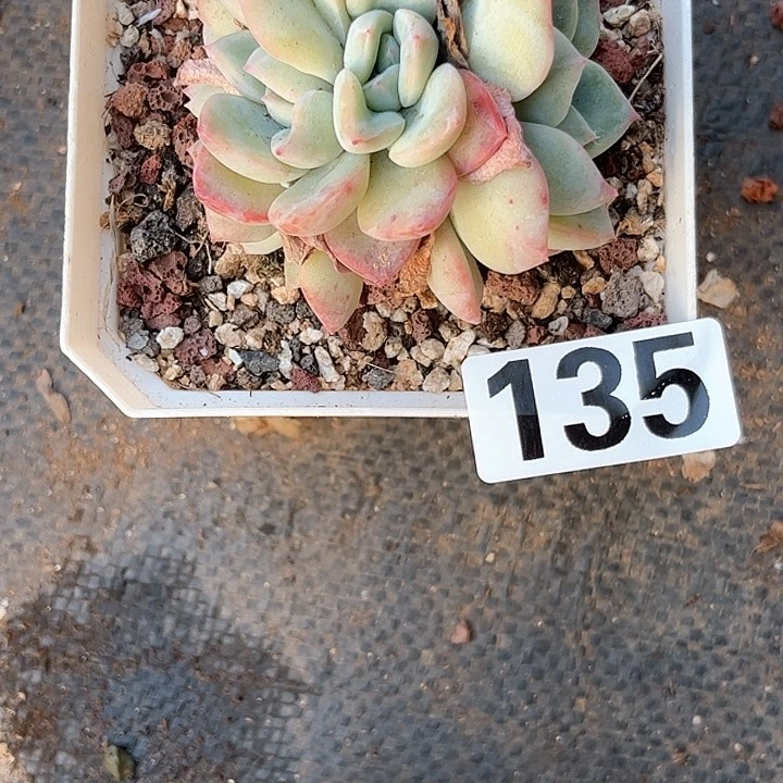 Z****多肉植物为一拍