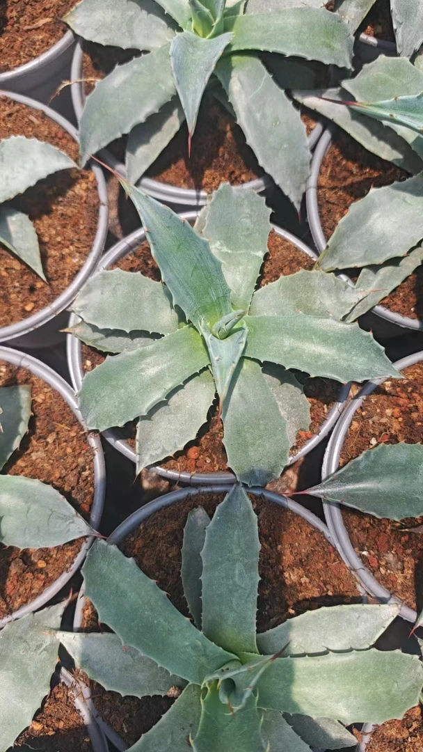 金特里龙舌兰子播实生小苗Agave gentryi 'La Escondida'
