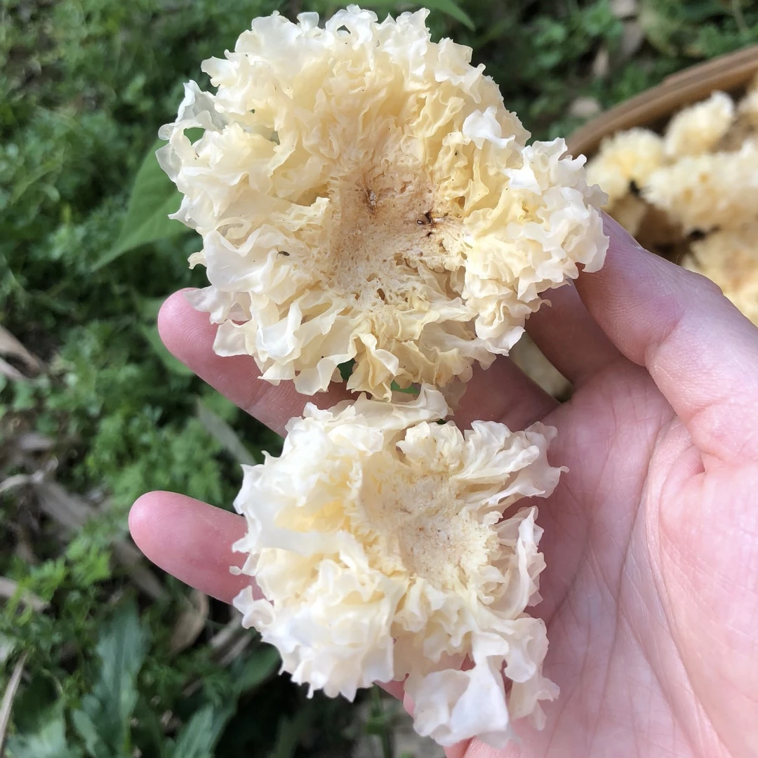 福建古田小银耳干货软糯出胶