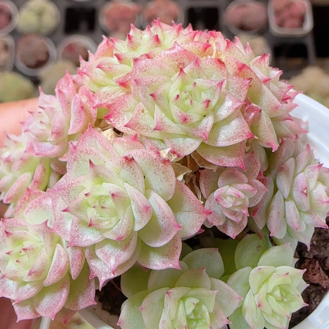 花语多肉1228-125散