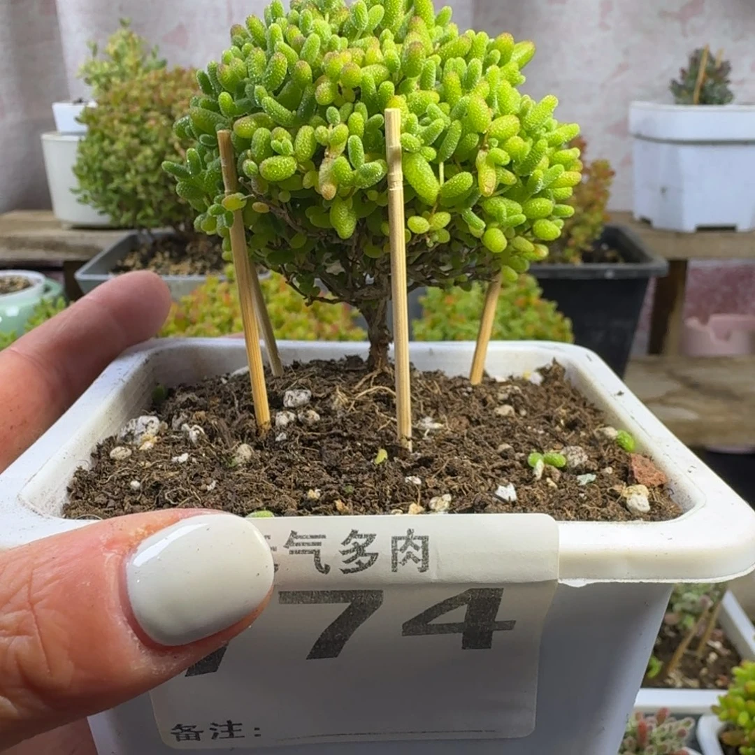 烊***烊枝干枝干枝干枝干
