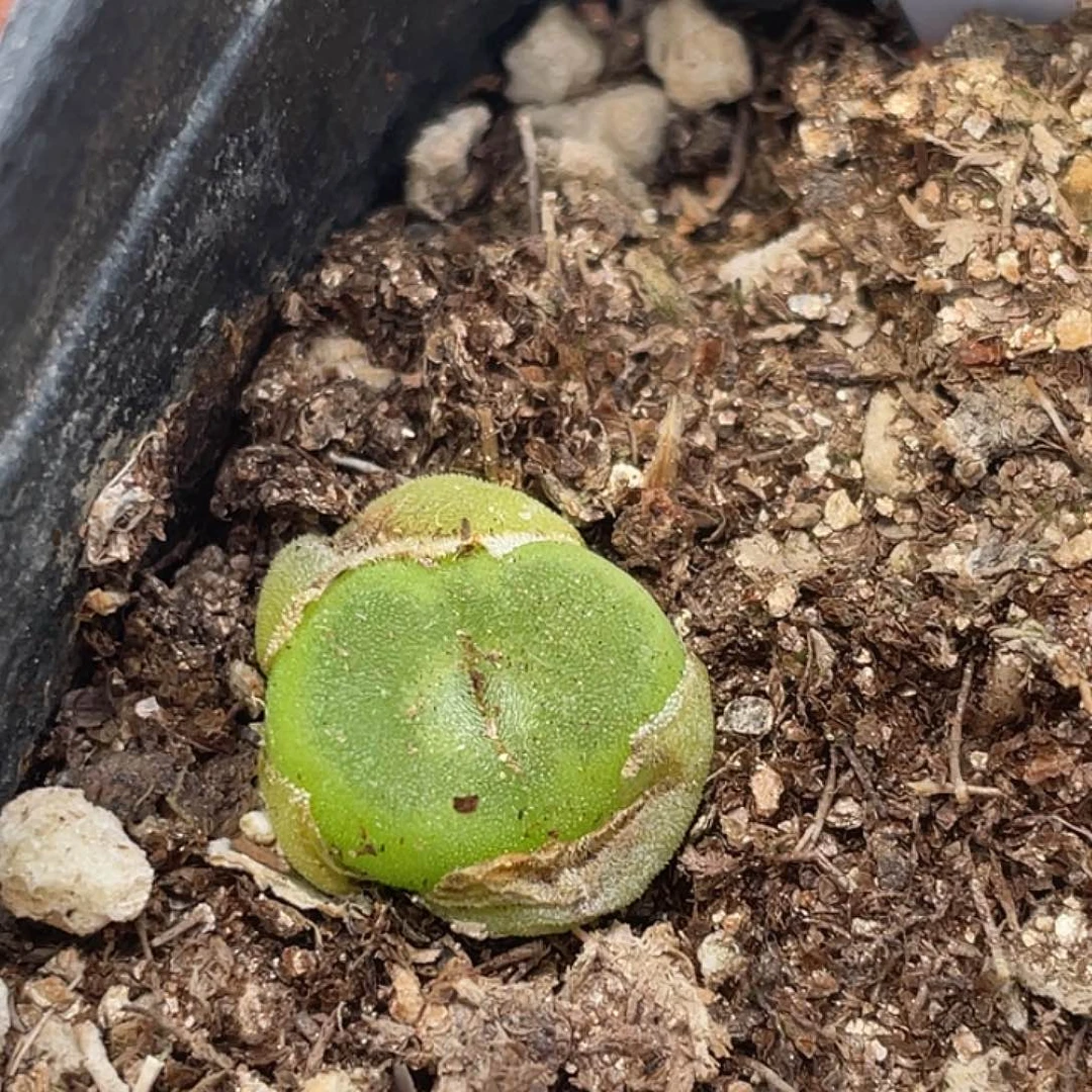 5-14水晶鞋多肉植物