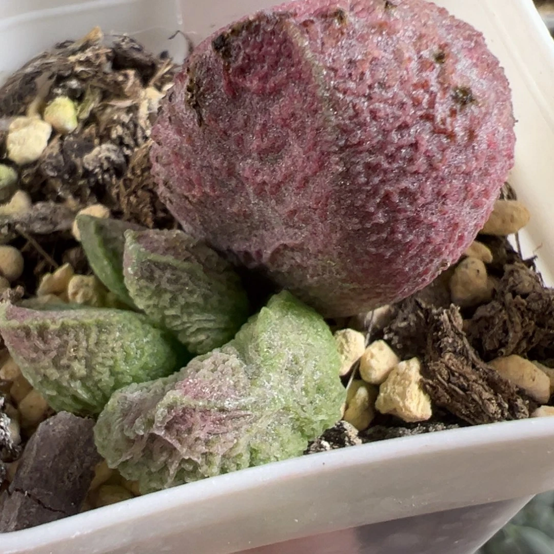 特价巨猪宝大苗多肉植物水泡多肉植物