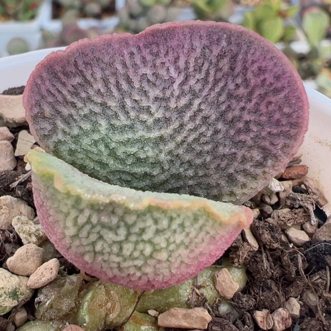 蚌叶型实生新品多肉植物水泡