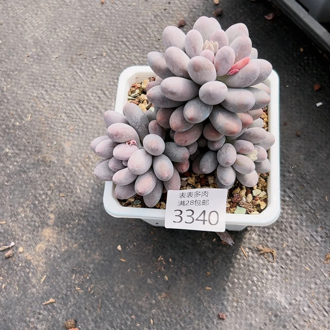 9号一**香我们的确3340