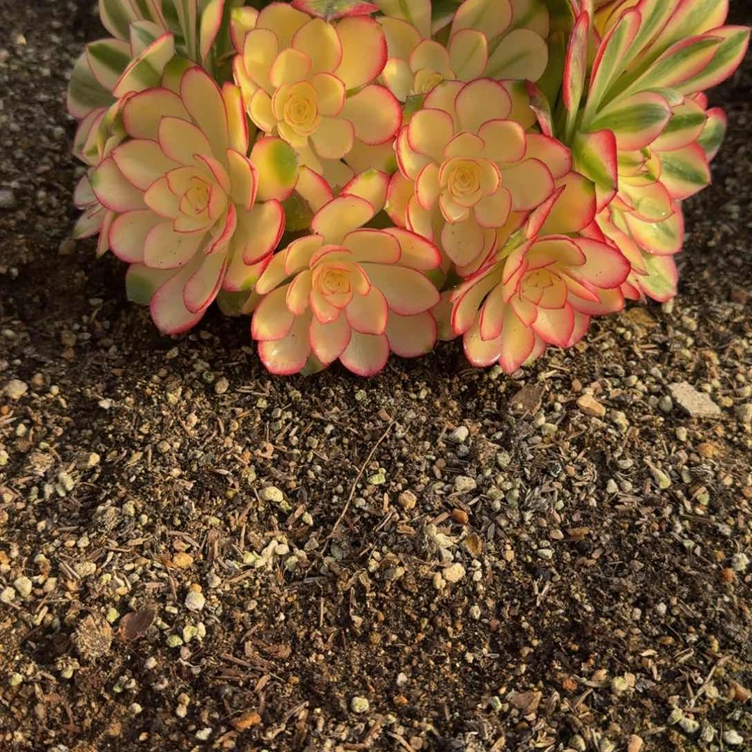 1193荔枝。多肉植物