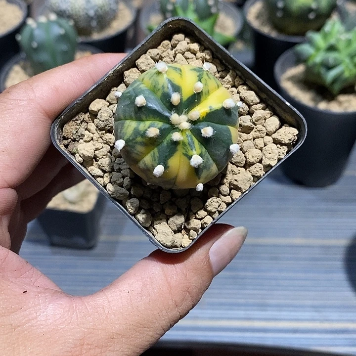 陈***财星兜锦实生脱土发货