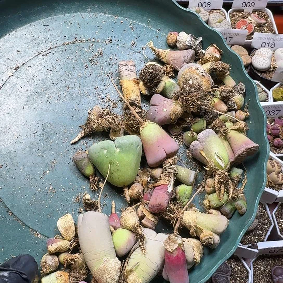 生石花2111。 福利无售后。  157