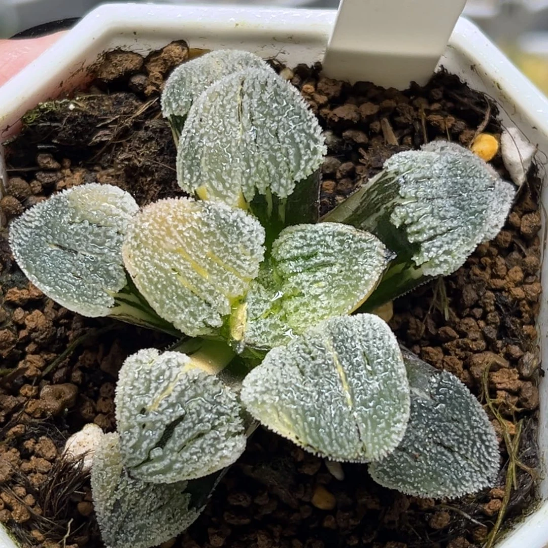 101雪之礼锦福利专场