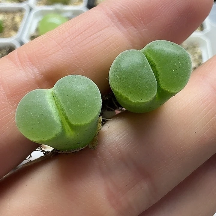 老马生石花骚粉佛肚1920