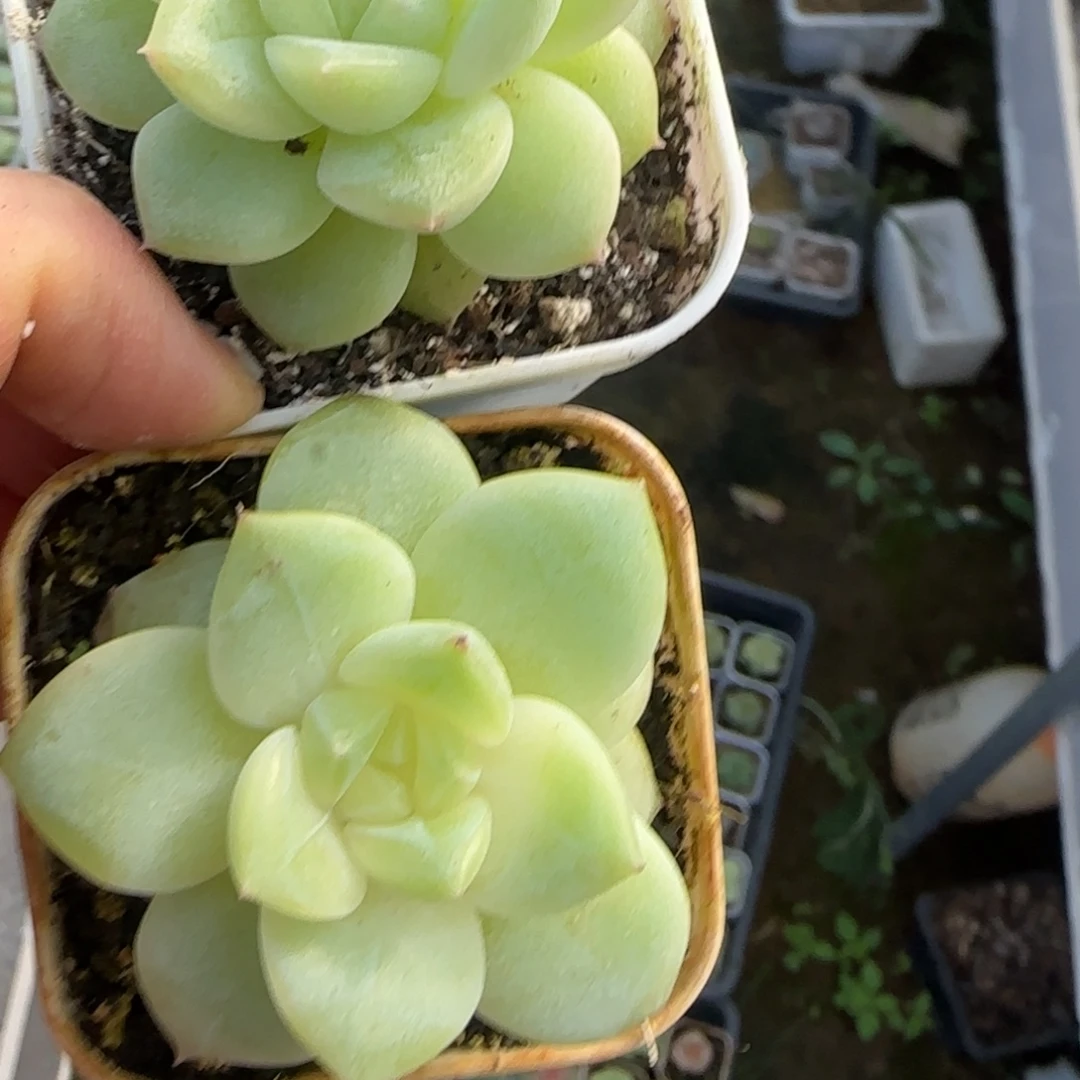 东篱下多肉植物哈哈哈